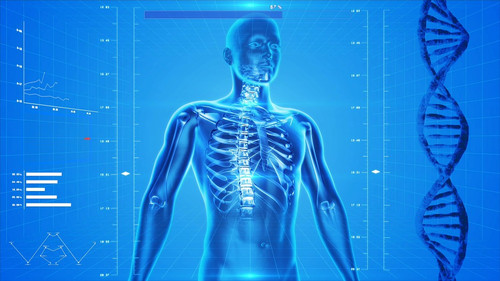 Humanskeleton163715_960_720 Humanskeleton163715_960_720